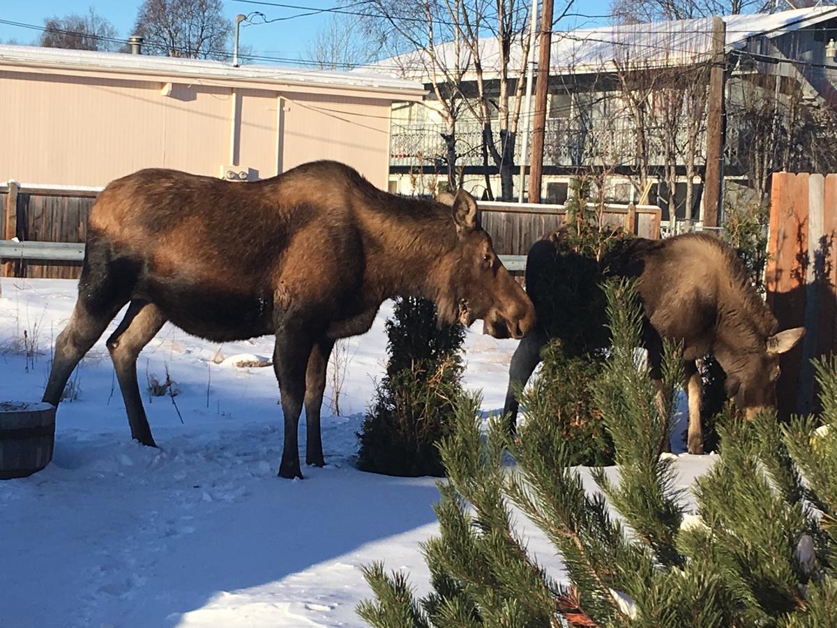 Arctic Adventure Hostel Anchorage Exterior foto